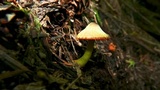 Humidicutis marginata var. olivacea image