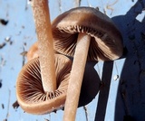 Panaeolus cinctulus image
