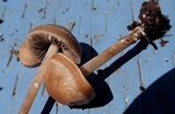 Panaeolus cinctulus image
