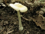 Amanita multisquamosa image
