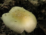 Amanita multisquamosa image