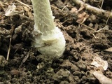 Amanita multisquamosa image
