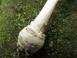 Amanita multisquamosa image