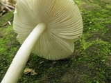 Amanita multisquamosa image