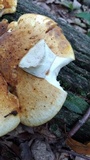 Piptoporus quercinus image