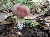 Tylopilus rubrobrunneus image
