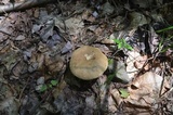 Tylopilus felleus image