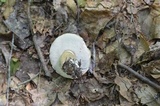 Tylopilus felleus image
