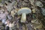 Tylopilus felleus image