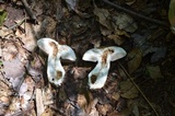 Tylopilus felleus image