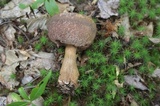 Tylopilus felleus image