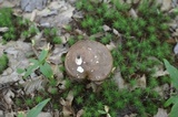 Tylopilus felleus image
