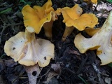 Cantharellus lateritius image
