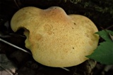 Piptoporus quercinus image
