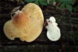 Piptoporus quercinus image