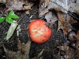 Russula flavisiccans image