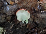 Russula flavisiccans image