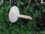 Lactarius lilacinus image