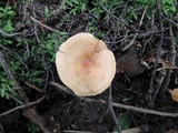 Lactarius lilacinus image