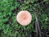 Lactarius lilacinus image