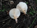 Lactarius lilacinus image