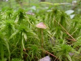 Galerina paludosa image
