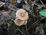 Gymnopus dichrous image