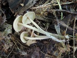 Gymnopus confluens image