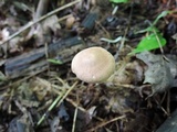 Gymnopus confluens image