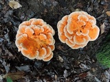 Laetiporus cincinnatus image