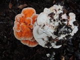 Laetiporus cincinnatus image