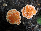 Laetiporus cincinnatus image