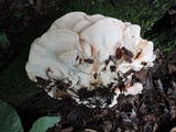 Laetiporus cincinnatus image