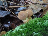 Tapinella atrotomentosa image