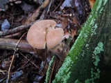 Tapinella atrotomentosa image