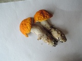Leccinum luteum image