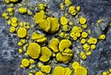 Candelariella rosulans image