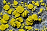 Candelariella rosulans image