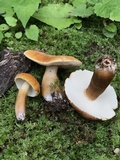 Gyroporus castaneus image