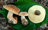 Gyroporus subalbellus image