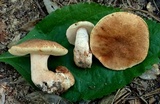 Gyroporus subalbellus image