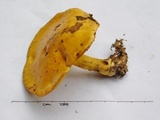 Suillus subaureus image
