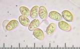 Gyroporus subalbellus image