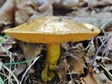 Suillus subaureus image
