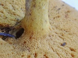 Suillus subaureus image