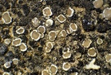 Myriolecis dispersa image