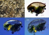 Myriolecis dispersa image