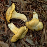 Cantharellus septentrionalis image