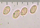 Cantharellus septentrionalis image
