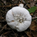Amanita maryaliceae image